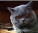 Изображение в Домашние животные Вязка Привозите кошечку на вязку с нашим котом.Кот в Москве 2 000