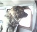 Фотография в Домашние животные Вязка собак Предлагается для вязки кобель каказской овчарки в Сыктывкаре 0