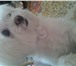 Изображение в Домашние животные Вязка собак Красивая,умная,весёлая,привлекательная,воспитанная,ласковая в Мурманске 5 500