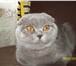 Foto в Домашние животные Вязка Кошка  лизавета  голубого окраса ищет  кота в Москве 1 000