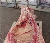 Изображение в Прочее,  разное Разное Мясо говядина в тушах-полутушах/четвертях в Перми 195