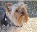 Изображение в Домашние животные Вязка собак Симпатичный Йоркширский терьер Мини с мягким в Челябинске 0