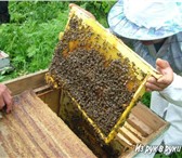 Изображение в Домашние животные Другие животные Продаю пчелиные семьи продуктивной карпатской в Нижнекамске 1 000