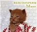 Котенок мейн-кун красный солид,   Шоу класс 2482144 Мейн-кун фото в Перми