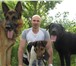 Фото в Домашние животные Услуги для животных Профессиональная дрессировка собак в Ярославле 200