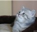 Продам Котят шотландские в Хабаровске: Все эти котята относятся к одной прекрасной породе Шотланд 68817  фото в Хабаровске