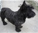 Изображение в Домашние животные Вязка собак Порода: Скотч-терьерОкрас мраморный, возраст в Севастополь 0
