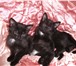 Фото в Домашние животные Отдам даром Прелестные кошечки, есть черная, есть черно-белая. в Перми 0