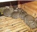 Изображение в Домашние животные Другие животные Продаются крольчата: дата рождения 02.12.13.мама в Ярославле 400