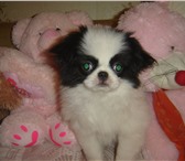 Cрочно! Щенок-девочка японского хина, очаровательные маленькие собачки, не требуют сложного ухо 66770  фото в Екатеринбурге