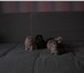 Изображение в Домашние животные Отдам даром Отдам в добрые руки котят, рожденные 29.01.2017 в Тольятти 0