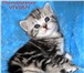 Британские мраморные котята из питомника VIVIAN, 164730  фото в Саратове