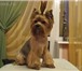 Фото в Домашние животные Услуги для животных стрижка тримминг собак и кошек.подготовка в Ярославле 0