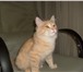 Фотография в Домашние животные Отдам даром В добрые руки персикового котика (рыжие к в Оренбурге 1