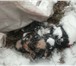 Фото в Домашние животные Отдам даром этот симпатичный малыш был найден в мешке в Красноярске 1