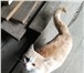 Отдам котенка 8 месяцев в добрые руки 4428048 Ориентальная фото в Томске