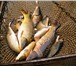 Фото в Прочее,  разное Разное Продажа живой рыбы оптом (карп, карась, толстолоб, в Пензе 120