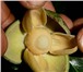 Фото в Хобби и увлечения Разное Продам саженцы аноны - уникального растения, в Калуге 490