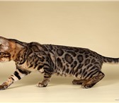 Бенгальские котята длы разведения и души мини леопарды 167837  фото в Трехгорном