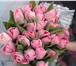 Фото в Домашние животные Растения Продаю тюльпаны к 8 марта , 11 наилучших в Саратове 28