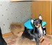 Фотография в Домашние животные Вязка Приглашаем на вязку, кобель 3 года,очень в Саратове 1 000