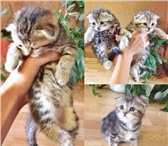 Вислоухие котята – девочки 1356778 Скоттиш фолд короткошерстная фото в Екатеринбурге