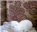 Фото в Домашние животные Вязка Требуется кот на вязку для Шотландской кошки в Ярославле 0