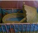 Фото в Для детей Детская мебель СРОЧНО продам детскую кроватку, в отличном в Кургане 5 000