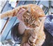 Изображение в Домашние животные Потерянные Найден рыжий кот на ул. Шишкова. Очень красивый, в Нижнем Новгороде 0