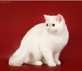 Фото в Домашние животные Вязка Экзотические клубные коты , белого окраса в Москве 5 000