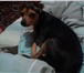 Foto в Домашние животные Вязка собак Той-терьер ищет подругу для вязки. Окрас в Кургане 4 000