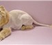 Фотография в Домашние животные Услуги для животных Стрижка собак и кошек на дому (гигиенический в Сочи 1 000