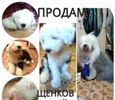 Продам щенков бобтейла 1448323 Бобтейл фото в Новосибирске