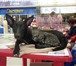 Фото в  Отдам даром-приму в дар Отдадим в добрые руки собаку, сука, возраст в Челябинске 10