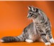 Продам котят породы Норвежская Лесная 210910  фото в Омске