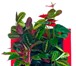 Изображение в Домашние животные Растения • Фитокартины Flowall из Европы• Встроенная в Санкт-Петербурге 6 500