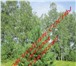 Foto в Прочее,  разное Разное Продаем живые, пушистые, отборные сосны к в Пензе 70
