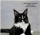 Московский питомник кошек мейн кун Gatto