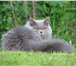 Британские длинношерстные котята голубого окраса 2668445 Британская длинношерстная фото в Москве