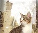 Foto в Домашние животные Отдам даром 5 котят - 2 месяцев, 4 мальчика и 1 девочка. в Курске 0