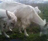Фотография в Домашние животные Другие животные Продаются дойные козы первым окотом 12000 в Томске 12 000
