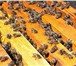 Изображение в Домашние животные Другие животные Отличные пчелопакеты за Разумные деньги! в Кургане 2 800