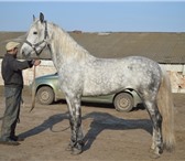 Foto в Домашние животные Другие животные Продам орловских жеребцов,2011 гр,док ВНИИК,заезженны в Москве 15 000