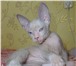 Фото в Хобби и увлечения Разное Предлагаю котят породы Донской Сфинкс, дата в Чебоксарах 7 000