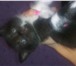 Фотография в Домашние животные Отдам даром Отдам даром котят 2 девочки вислоухие чёрно-белые в Рязани 1