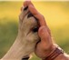 Фото в Домашние животные Услуги для животных Коррекция поведения собак. в Красноярске 1 700