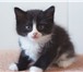 Фото в Домашние животные Отдам даром Трое котят-мальчишек и их мама ищут добрых в Петрозаводске 0