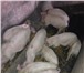 Foto в Домашние животные Другие животные Продаются поросята 3 месяца 2 недели(7-9кг). в Курске 3 700