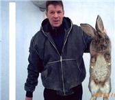 Фотография в Домашние животные Грызуны Продаются кролики пород Фландр и Ризен. Республика в Стерлитамаке 0