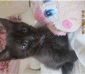 Фото в Домашние животные Отдам даром Отдадим маленького котенка в добрые руки. в Санкт-Петербурге 1